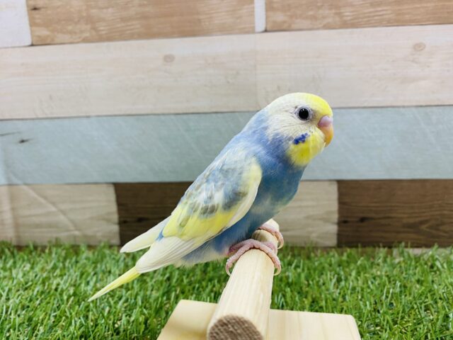 最新画像有り⭐️淡くて可愛らしいカラーが人気なコ!!セキセイインコのパステルレインボーパイド! セキセイインコ