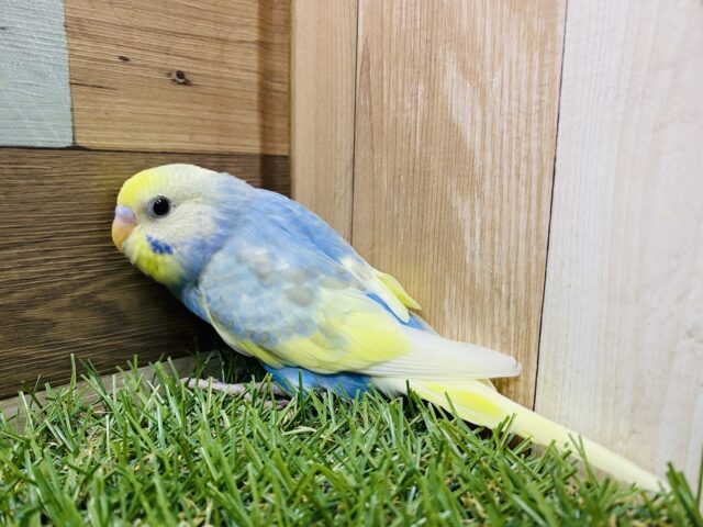 最新画像有り⭐️淡くて可愛らしいカラーが人気なコ!!セキセイインコのパステルレインボーパイド! セキセイインコ