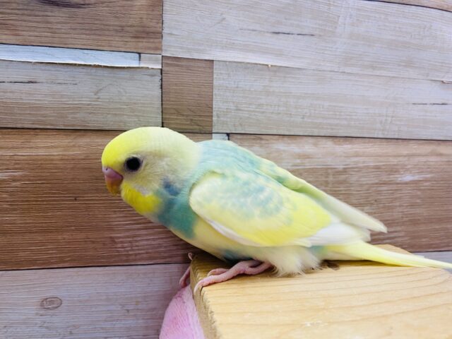 最新画像有り♪明るいグリーンが大人気な可愛いヒナさん‼️セキセイインコのパステルカラーレインボーパイド! セキセイインコ