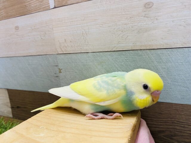 最新画像有り♪明るいグリーンが大人気な可愛いヒナさん‼️セキセイインコのパステルカラーレインボーパイド! セキセイインコ