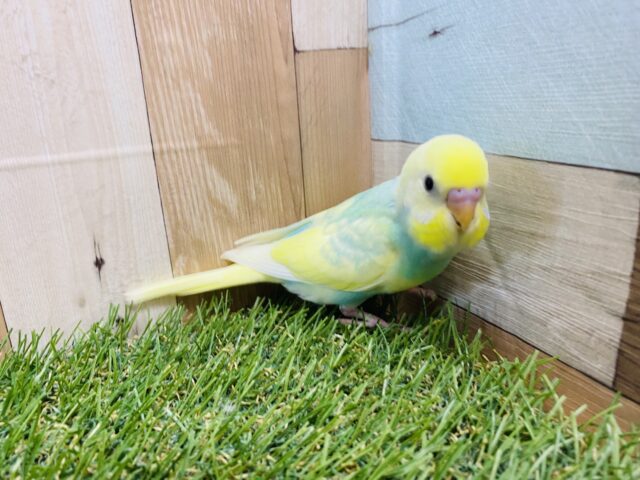 最新画像有り♪明るいグリーンが大人気な可愛いヒナさん‼️セキセイインコのパステルカラーレインボーパイド! セキセイインコ