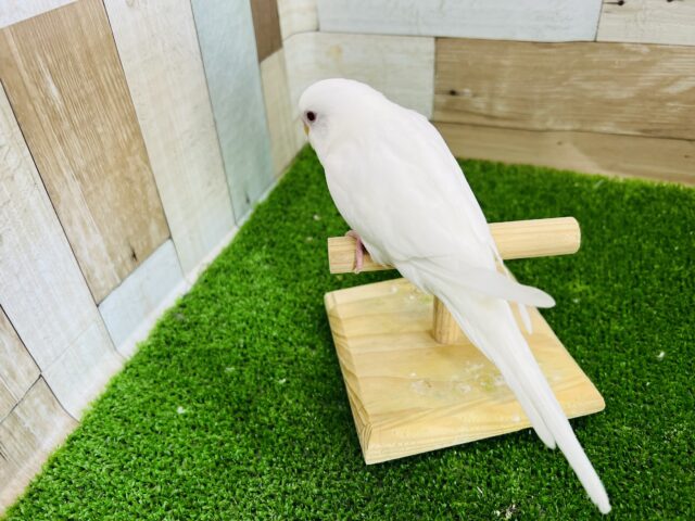 ぷっくり雪だるま?アルビノセキセイインコ☆ セキセイインコ