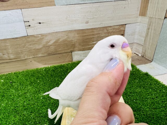 ぷっくり雪だるま?アルビノセキセイインコ☆ セキセイインコ