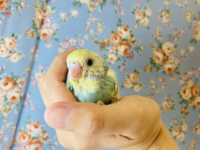 最新画像🌟個性的キューティーカラー💫手乗りセキセイインコ(コバルト)🫧 セキセイインコ