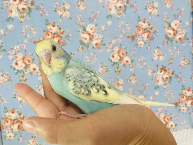 最新画像🌟個性的キューティーカラー💫手乗りセキセイインコ(コバルト)🫧 セキセイインコ