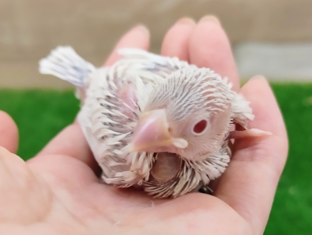 レアカラー✨文鳥のヒナ(シルバーイノ)入荷しました❤ シルバーイノ文鳥