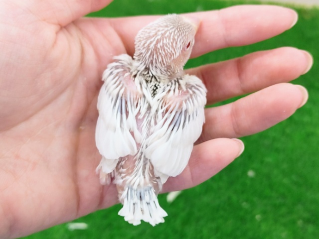 レアカラー✨文鳥のヒナ(シルバーイノ)入荷しました❤ シルバーイノ文鳥