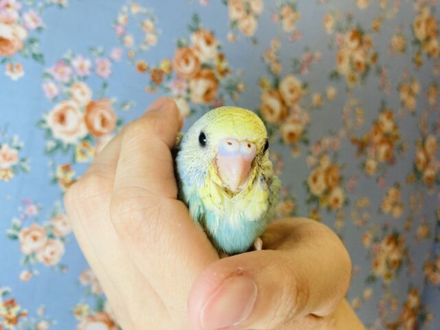 最新画像🌟個性的キューティーカラー💫手乗りセキセイインコ(コバルト)🫧 セキセイインコ