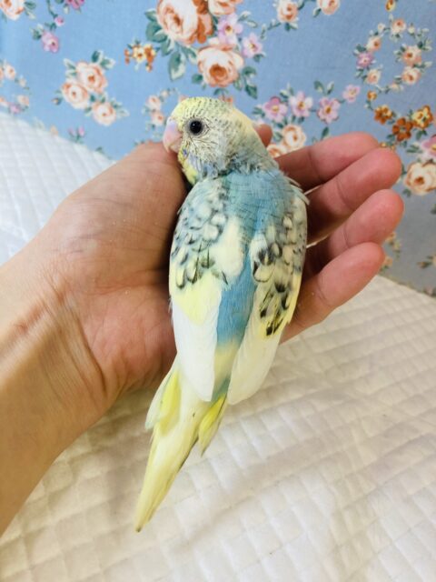 最新画像🌟個性的キューティーカラー💫手乗りセキセイインコ(コバルト)🫧 セキセイインコ