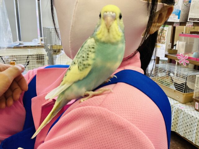 最新画像🌟個性的キューティーカラー💫手乗りセキセイインコ(コバルト)🫧 セキセイインコ