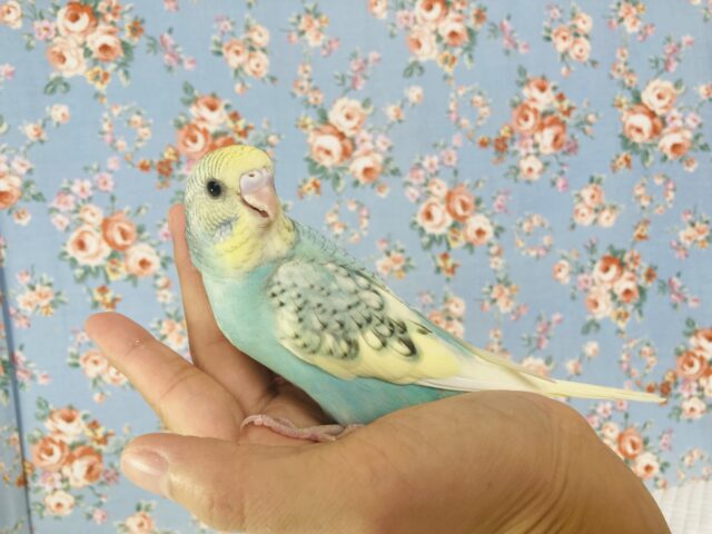 最新画像🌟個性的キューティーカラー💫手乗りセキセイインコ(コバルト)🫧 セキセイインコ