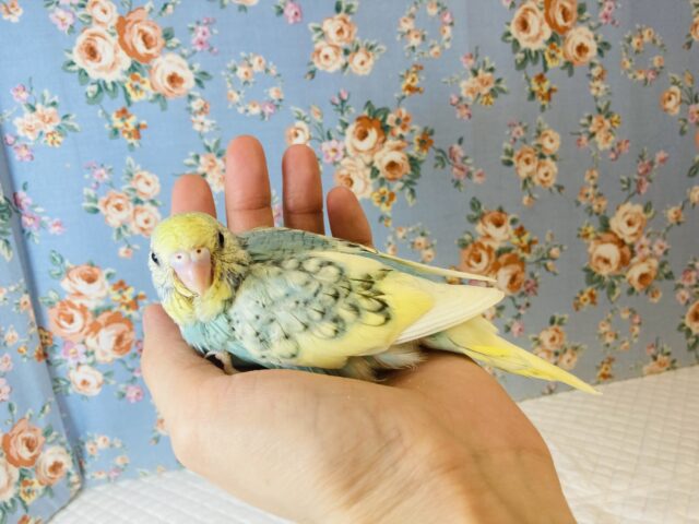 最新画像🌟個性的キューティーカラー💫手乗りセキセイインコ(コバルト)🫧 セキセイインコ