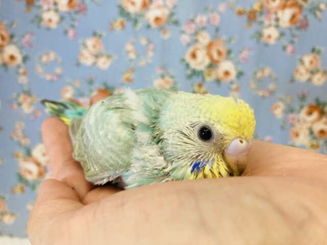 惚れ惚れカラー🫶🏻✨手乗りセキセイインコ(レインボー)🫧 セキセイインコ