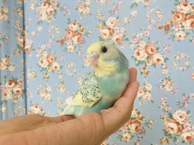 最新画像🌟個性的キューティーカラー💫手乗りセキセイインコ(コバルト)🫧 セキセイインコ