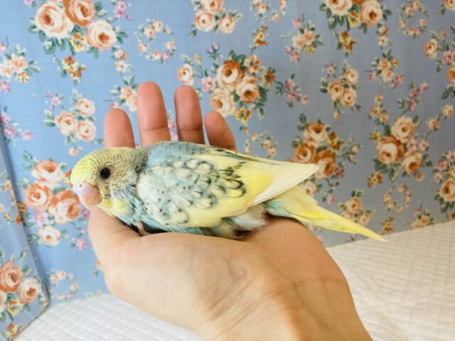 最新画像🌟個性的キューティーカラー💫手乗りセキセイインコ(コバルト)🫧 セキセイインコ