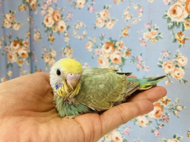 惚れ惚れカラー🫶🏻✨手乗りセキセイインコ(レインボー)🫧 セキセイインコ
