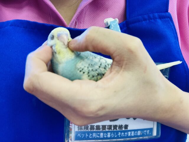 最新画像🌟個性的キューティーカラー💫手乗りセキセイインコ(コバルト)🫧 セキセイインコ