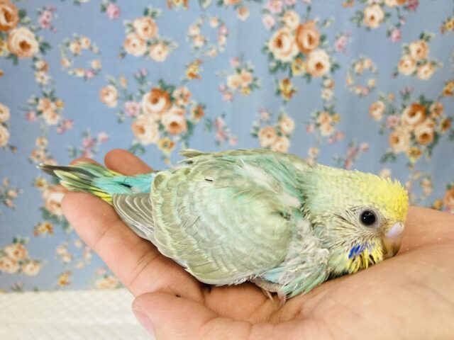 惚れ惚れカラー🫶🏻✨手乗りセキセイインコ(レインボー)🫧 セキセイインコ