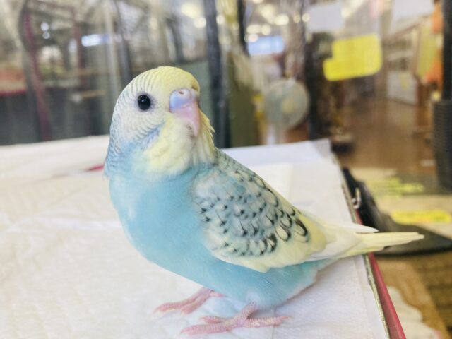 最新画像🌟個性的キューティーカラー💫手乗りセキセイインコ(コバルト)🫧 セキセイインコ