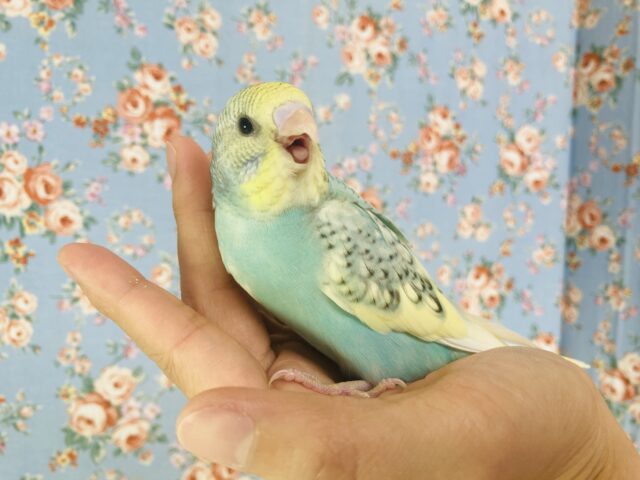 最新画像🌟個性的キューティーカラー💫手乗りセキセイインコ(コバルト)🫧 セキセイインコ