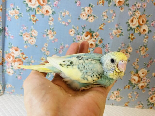 最新画像🌟個性的キューティーカラー💫手乗りセキセイインコ(コバルト)🫧 セキセイインコ