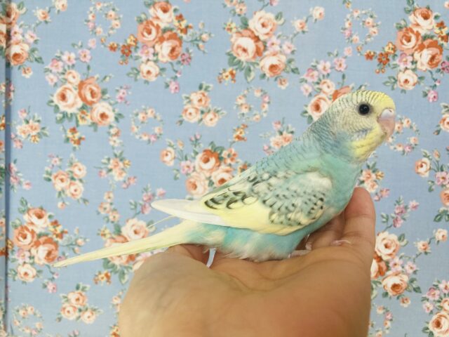 最新画像🌟個性的キューティーカラー💫手乗りセキセイインコ(コバルト)🫧 セキセイインコ