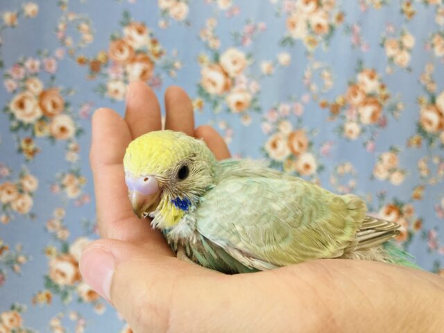 惚れ惚れカラー🫶🏻✨手乗りセキセイインコ(レインボー)🫧 セキセイインコ