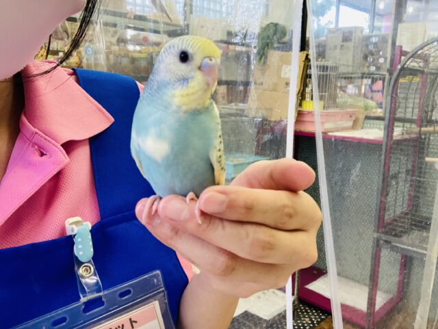 最新画像🌟個性的キューティーカラー💫手乗りセキセイインコ(コバルト)🫧 セキセイインコ