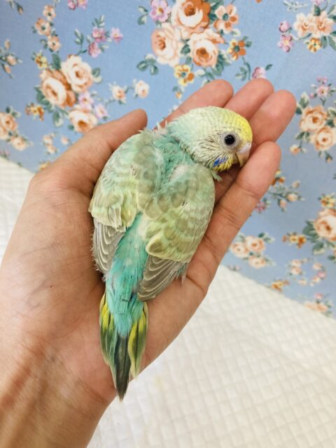 惚れ惚れカラー🫶🏻✨手乗りセキセイインコ(レインボー)🫧 セキセイインコ