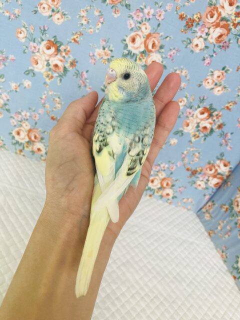 最新画像🌟個性的キューティーカラー💫手乗りセキセイインコ(コバルト)🫧 セキセイインコ