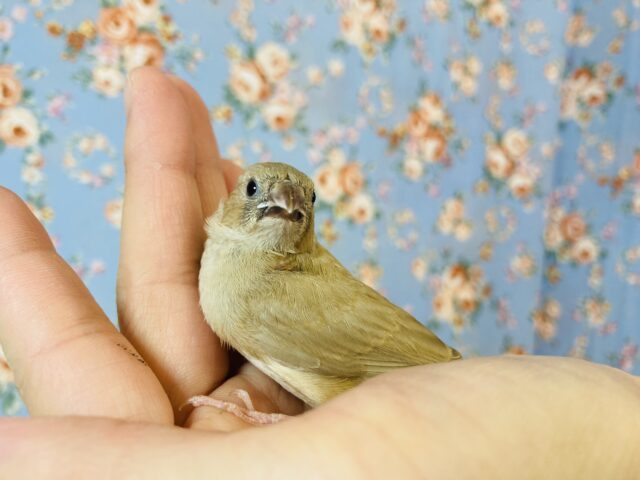 錦花鳥（キンカチョウ）