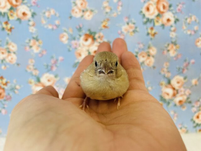 錦花鳥（キンカチョウ）