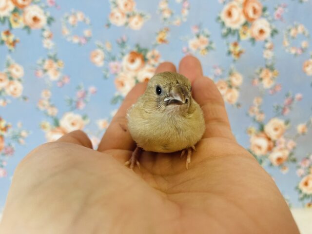 錦花鳥（キンカチョウ）