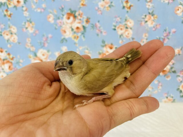 錦花鳥（キンカチョウ）