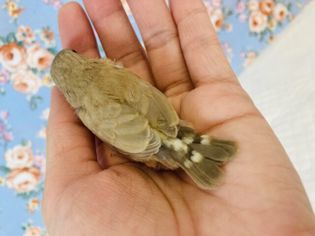 錦花鳥（キンカチョウ）