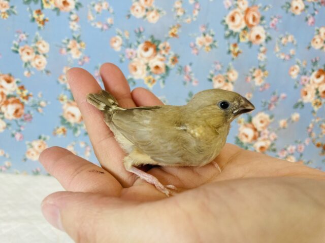 錦花鳥（キンカチョウ）