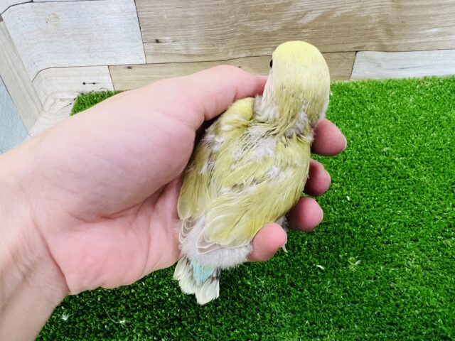 銀杏カラー?小桜インコのシナモンカラーの雛♡ コザクラインコ(小桜インコ)