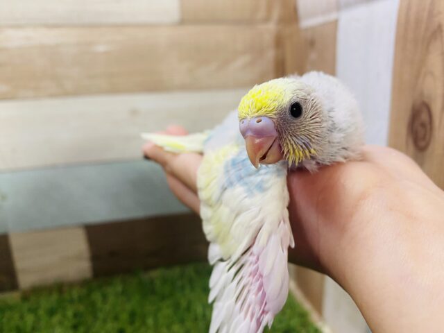 ふんわりカラーが人気なんです‼️セキセイインコ(パステルレインボーパイド) セキセイインコ