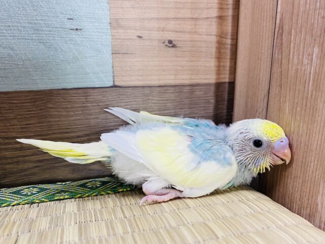 ふんわりカラーが人気なんです‼️セキセイインコ(パステルレインボーパイド) セキセイインコ