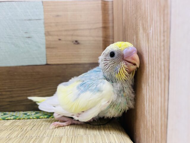 ふんわりカラーが人気なんです‼️セキセイインコ(パステルレインボーパイド) セキセイインコ