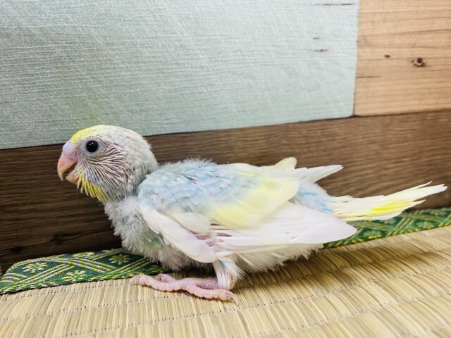 ふんわりカラーが人気なんです‼️セキセイインコ(パステルレインボーパイド) セキセイインコ