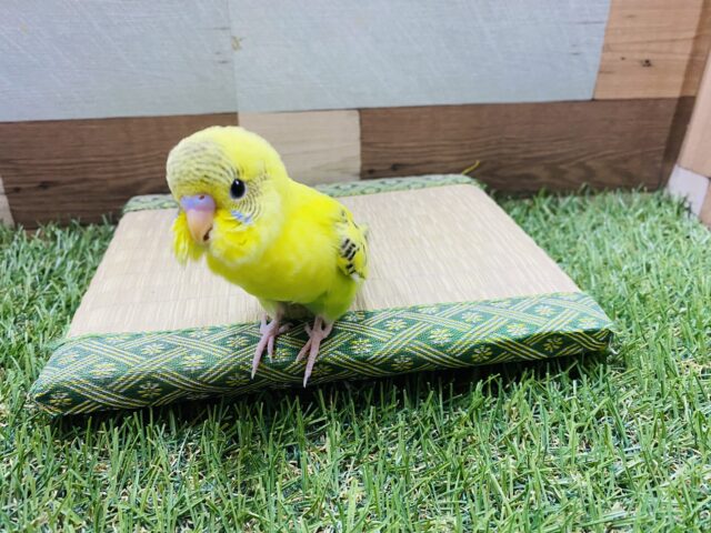 セキセイインコ