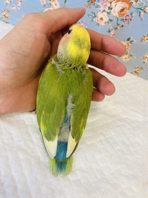 コザクラインコ（小桜インコ）