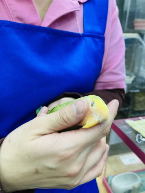 コザクラインコ（小桜インコ）