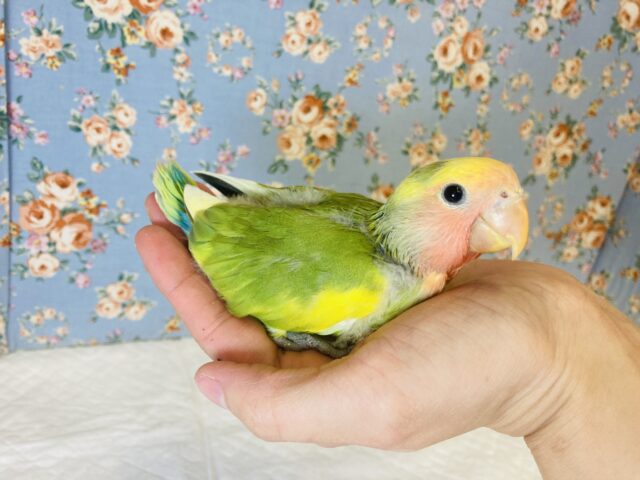 コザクラインコ（小桜インコ）