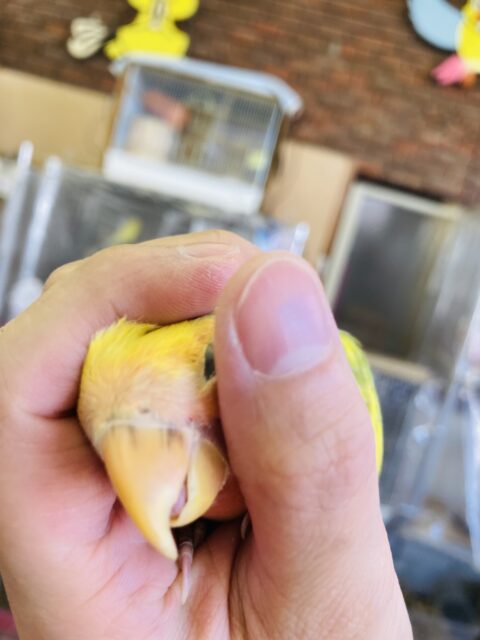 コザクラインコ（小桜インコ）