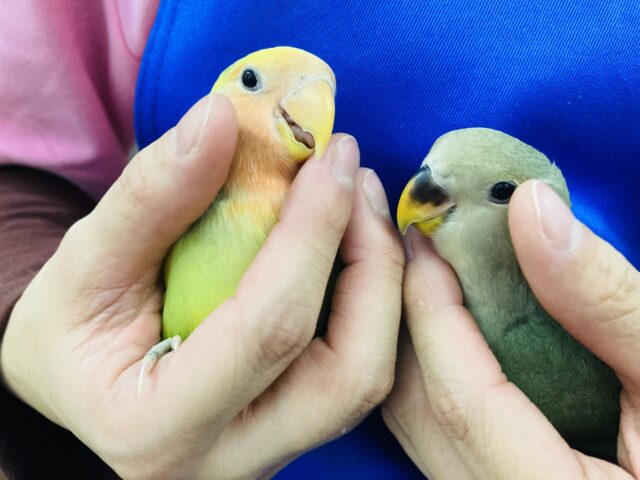 コザクラインコ（小桜インコ）