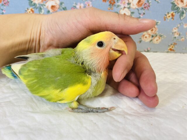 コザクラインコ（小桜インコ）