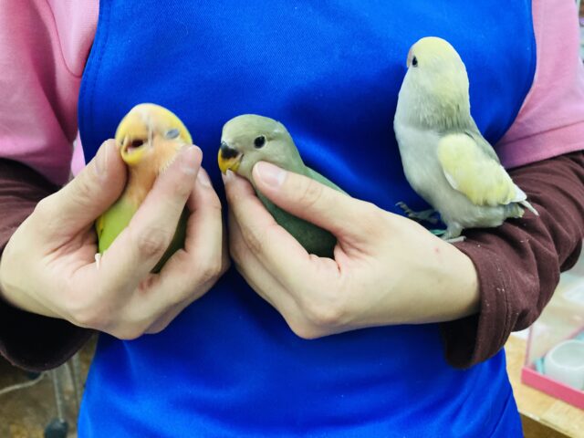 コザクラインコ（小桜インコ）