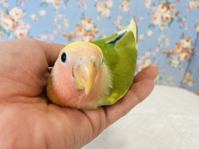 コザクラインコ（小桜インコ）
